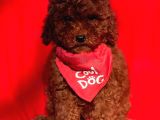 Kore Kan Red Erkek Toy Poodle