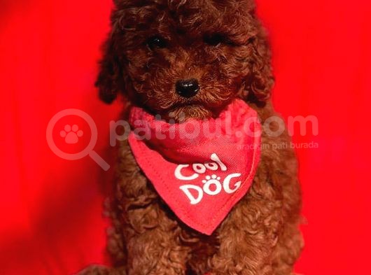 Kore Kan Red Erkek Toy Poodle görsel