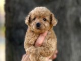 0 Numr Poodle Kızımız