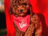 KORE KAN RED ERKEK TOY POODLE