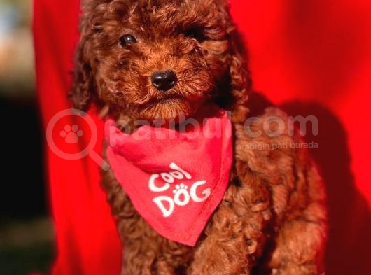 Kore Kan Red Erkek Toy Poodle