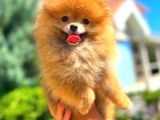 Orange Üst Kali̇te Pomerani̇an Boo