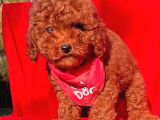 Kore Kan Red Erkek Toy Poodle