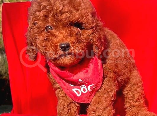 Kore Kan Red Erkek Toy Poodle görsel
