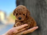 Mini Boy Toy Poodle Erkek Yavrumuz