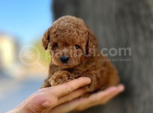 Mini Boy Toy Poodle Erkek Yavrumuz görsel