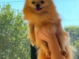 Krem Yeti̇şki̇n Pomerani̇an Boo