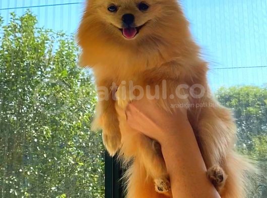 Krem Yeti̇şki̇n Pomerani̇an Boo görsel