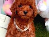 Toy Poodle Red Kore Kan Di̇şi̇