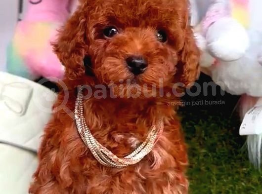 Toy Poodle Red Kore Kan Di̇şi̇ görsel
