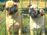 Pug Mops Gül Kuyruk