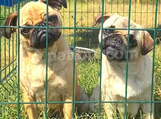 Pug Mops Gül Kuyruk görsel