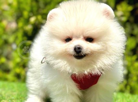 Safkan Pomerani̇an Boo Bebekleri̇mi̇z görsel