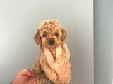 Irk Ve Sağlık Garantili Maltipoo
