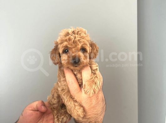 Irk Ve Sağlık Garantili Maltipoo görsel