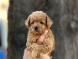 0 Numr Poodle Kızımız