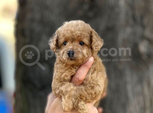 0 Numr Poodle Kızımız görsel
