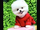 Irk Ve Sağlık Garantili Pomeranian Boo