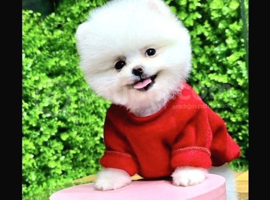 Irk Ve Sağlık Garantili Pomeranian Boo görsel