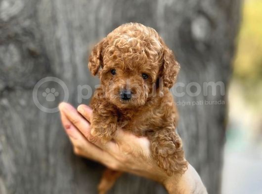 Mini Boy Toy Poodle Erkek Yavrumuz görsel