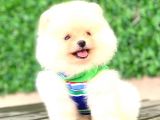 Ayicik Pomerani̇an Boo