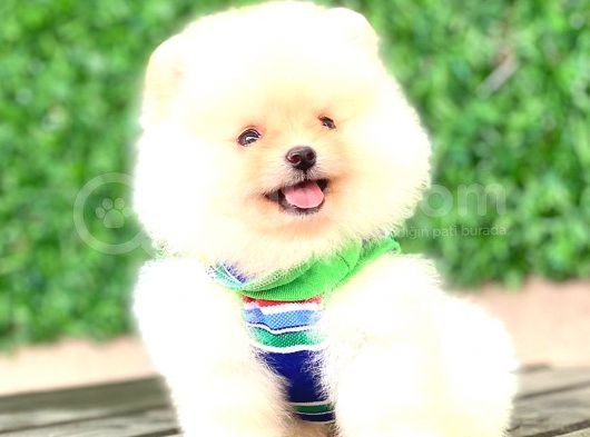 Ayicik Pomerani̇an Boo görsel