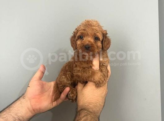 Irk Ve Sağlık Garantili Maltipoo görsel