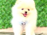 Teddy Face Erkek Pomerani̇an
