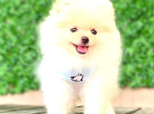 Teddy Face Erkek Pomerani̇an görsel