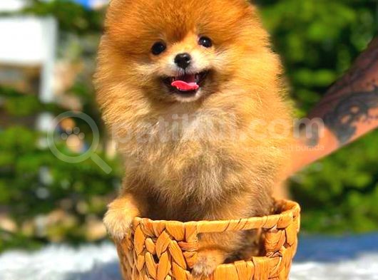 Orange Üst Kali̇te Pomerani̇an Boo görsel