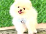 Teddy Face Erkek Pomerani̇an