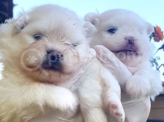 Üst Kali̇te Pomerani̇an Di̇şi̇ler görsel