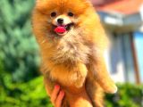 Orange Üst Kali̇te Pomerani̇an Boo
