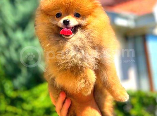 Orange Üst Kali̇te Pomerani̇an Boo görsel