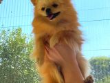 Krem Yeti̇şki̇n Pomerani̇an Boo
