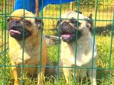 Pug Mops Gül Kuyruk