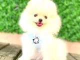 Teddy Face Erkek Pomerani̇an