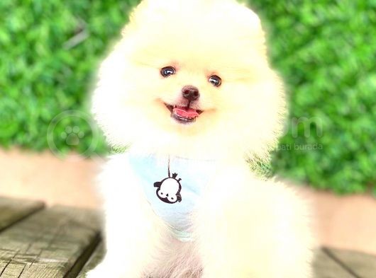 Teddy Face Erkek Pomerani̇an görsel