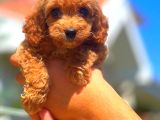 RED ERKEK MALTİPO