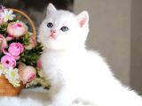 British shorthair ve longhair ns12 silver