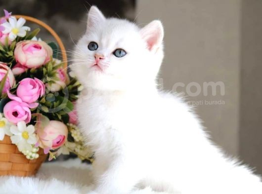 British Shorthair Ve Longhair Ns12 Silver