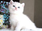 British Shorthair Ve Longhair Ns12 Silver