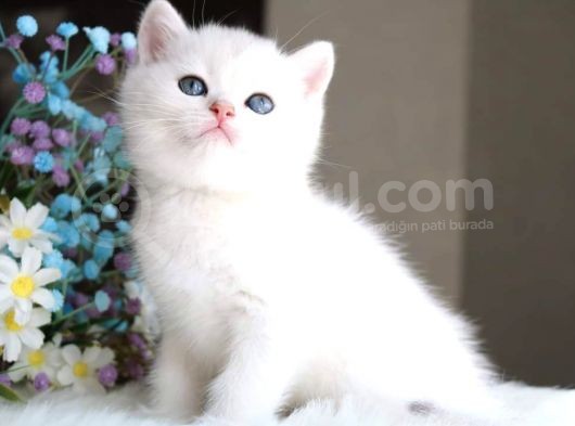 British Shorthair Ve Longhair Ns12 Silver görsel