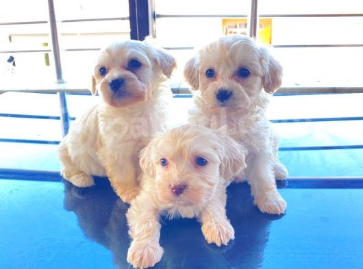 A Kalite Maltese Terrier Yavrularımız görsel