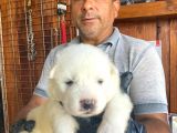 Mükemmel kalitede samoyed bebekler için acele edin
