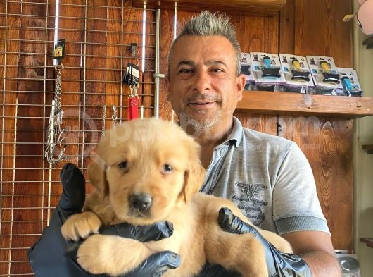 Mükemmel Kalitede Golden Bebekler Için Acele Edin görsel