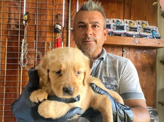 Mükemmel Kalitede Golden Bebekler Için Acele Edin