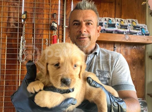 Mükemmel Kalitede Golden Bebekler Için Acele Edin görsel