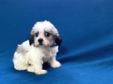 0 Numr Morkie Oğlumuz