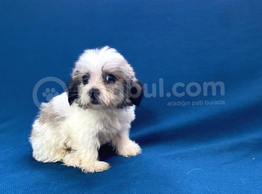 0 Numr Morkie Oğlumuz görsel